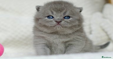 British Shorthair cats - Advert 12