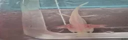 Other/Mixed Breed fish for sale: Axolotl babies for sale  - Advert 3