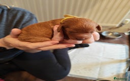 Cavapoo dogs for sale: F1 Cavapoos - HT Parents - Sep Collect - Image 1