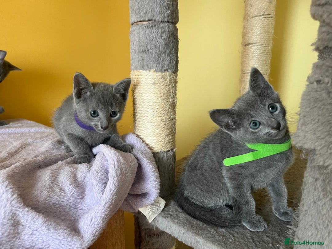 Russian Blue cats for sale: Pure Breed Russian Blue TICA registered  - Image 12