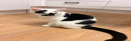Mixed Breed cats for sale: 2 8-Month-Old Boys Looking for Their Forever Home - Advert 4