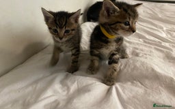 Bengal cats for sale: Litter of five stunning bengal/tabby mix kittens  - Image 10