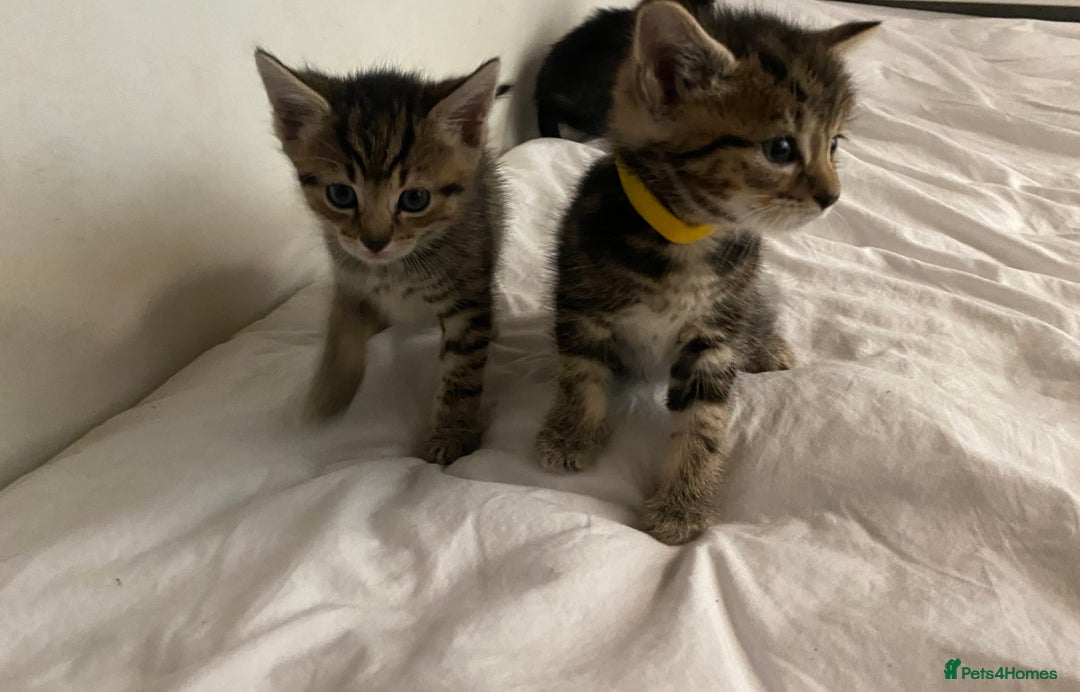 Bengal cats for sale: Litter of five stunning bengal/tabby mix kittens  - Image 10