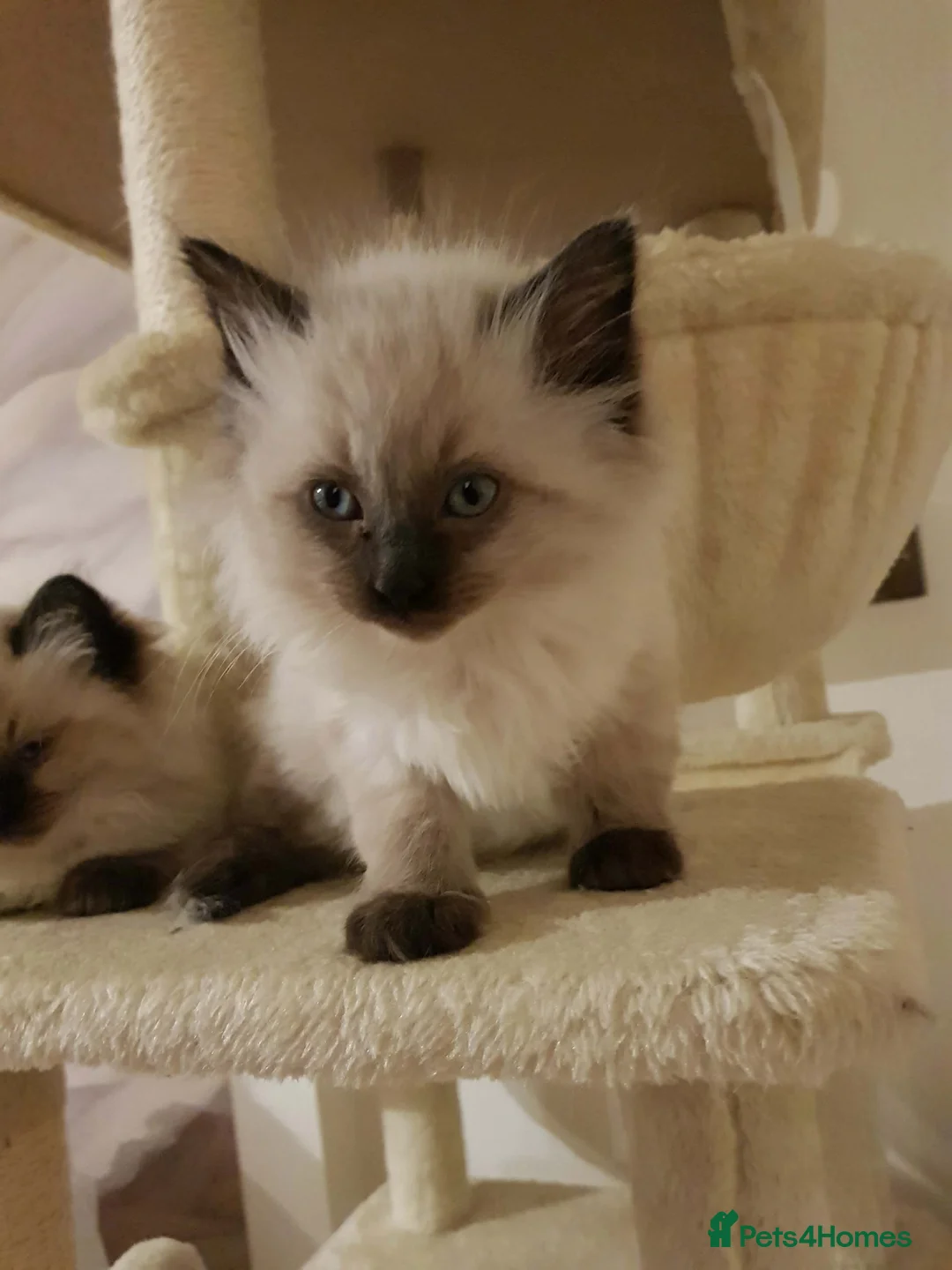 Ragdoll cats for sale: 3 beautiful ragdoll girls ready now - Advert 8