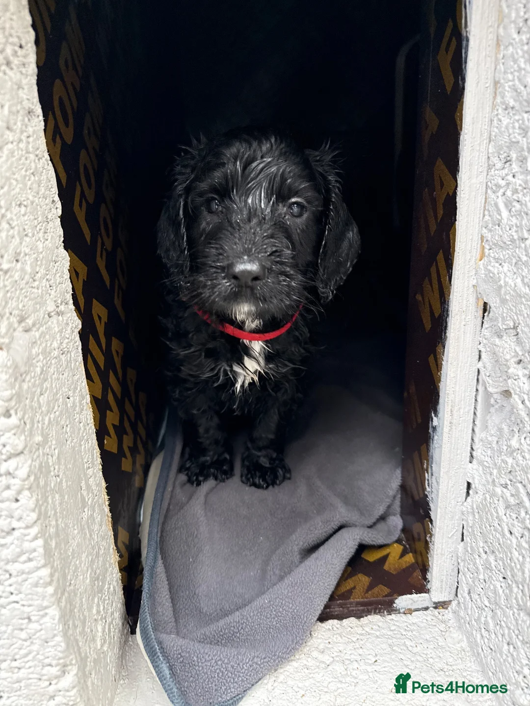 Mixed Breed dogs for sale: Sprocker x cockapoo puppies - Advert 2