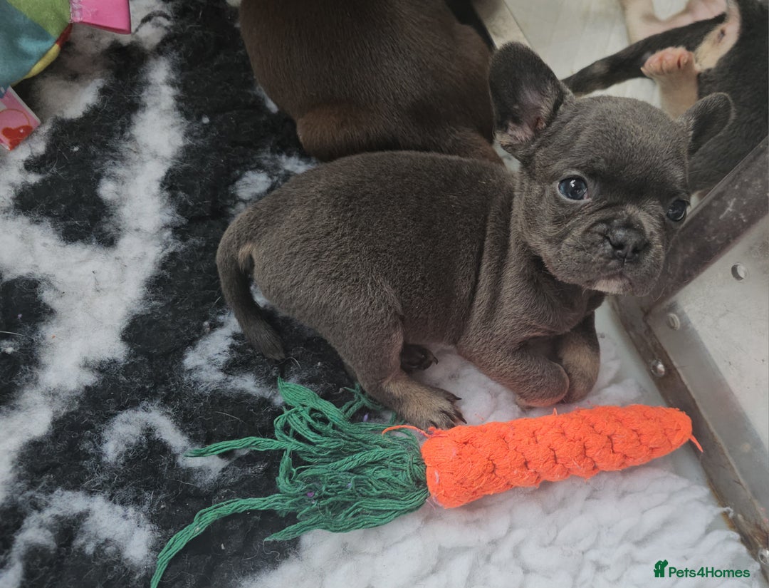 Frug dogs for sale: Beautiful Frug Babies 😍 - Image 24