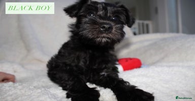 Miniature Schnauzer dogs for sale in Grays - Advert 4