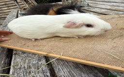 Guinea Pig rodents for sale: Pure bred California & Swiss guineapigs  - Image 11