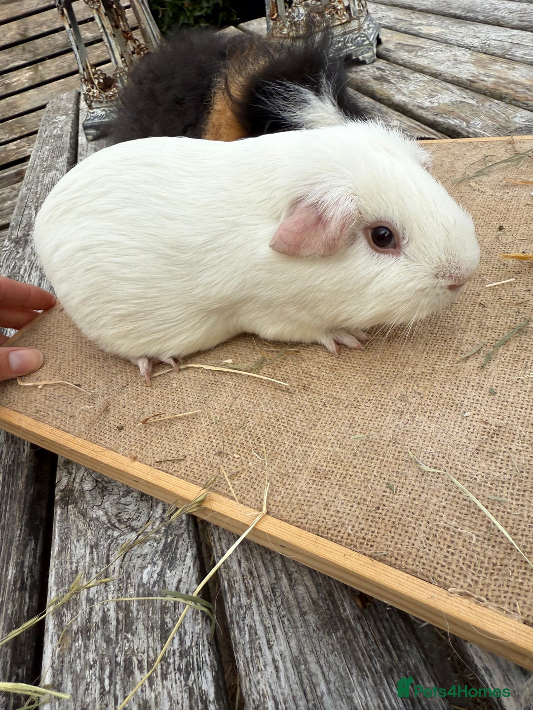 Guinea Pig rodents for sale: Pure bred California & Swiss guineapigs  - Image 11