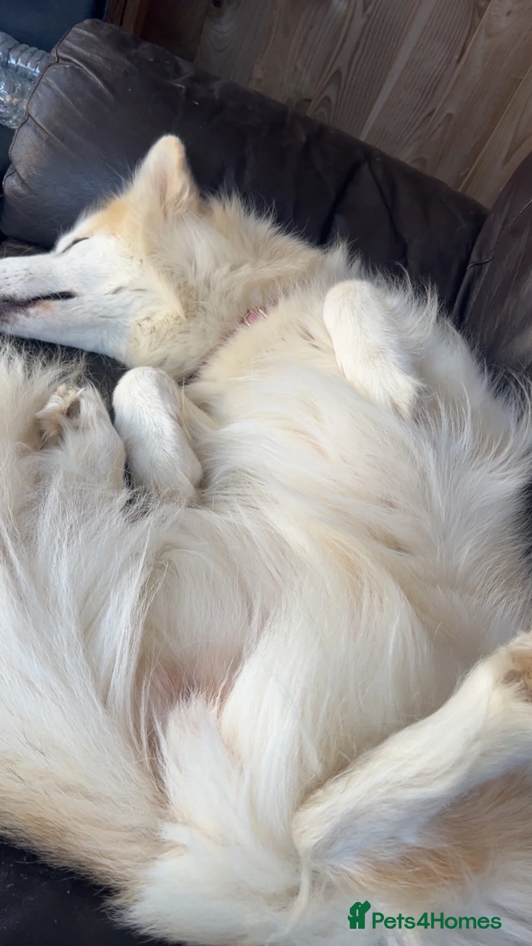 Mixed Breed dogs for sale: 7 year old German Shepard cross malamute  in Faringdon - Advert 4