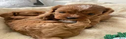 Cavapoo dogs for sale: Red Cavapoo babies - Advert 11