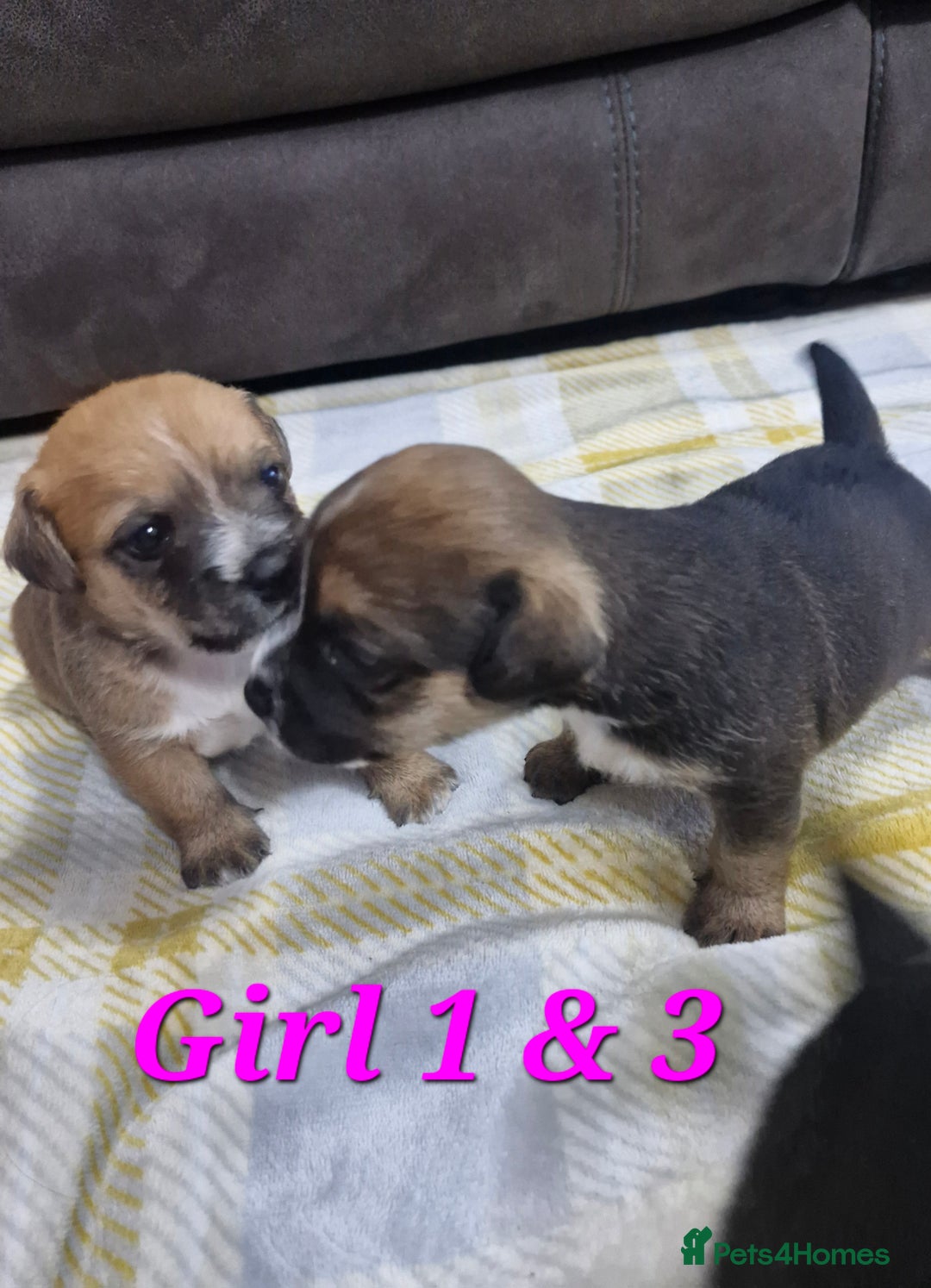 Mixed Breed dogs for sale: Border Jack Puppies. - Advert 8