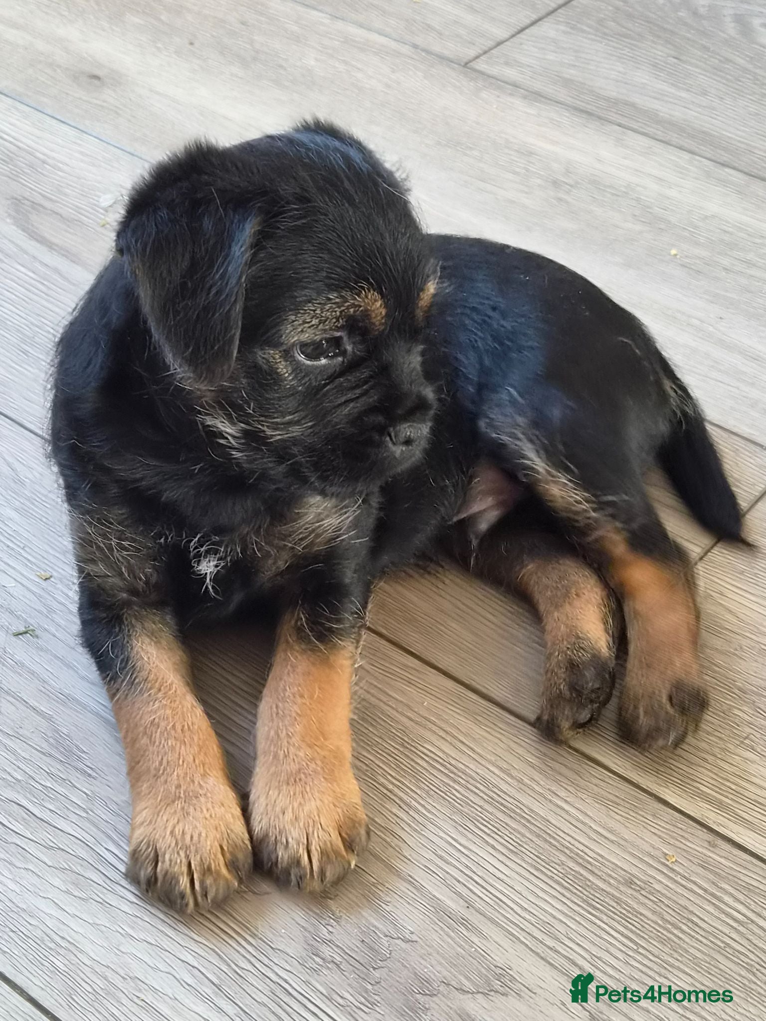 Border Terrier dogs Slem clear KC registered border terrier puppies - Advert 2