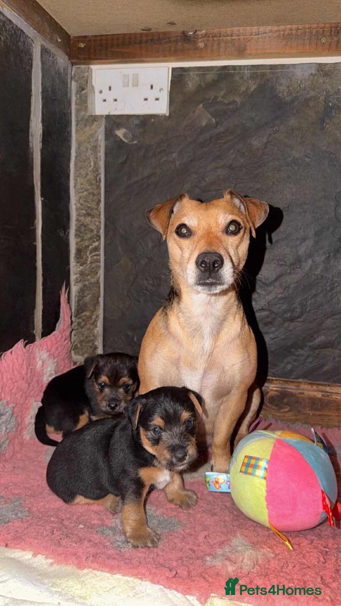 Jack Russell dogs Traditional Jack Russell - Advert 2