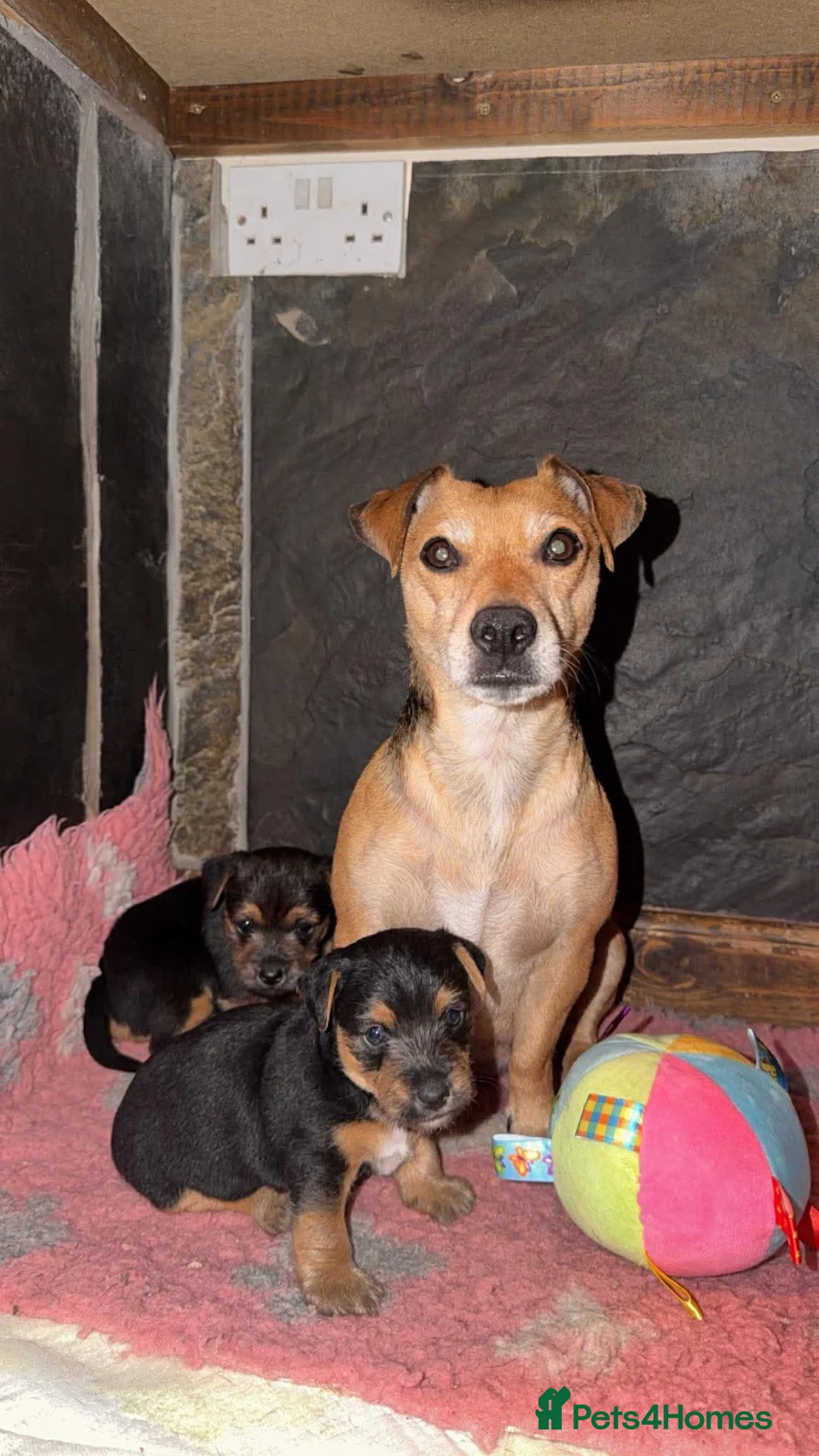 Jack Russell dogs for sale: Traditional Jack Russell - Advert 2