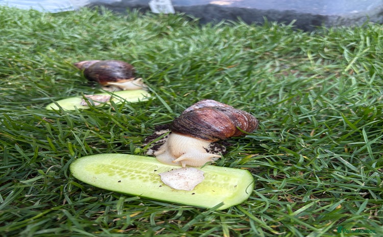 Snails invertebrates - Advert 2