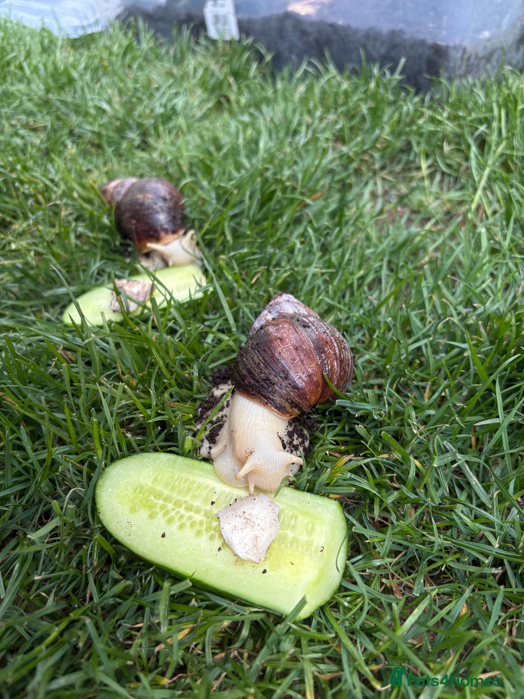Snails invertebrates for sale: 2 Giant African Land Snails 🐌🐌 - Image 1