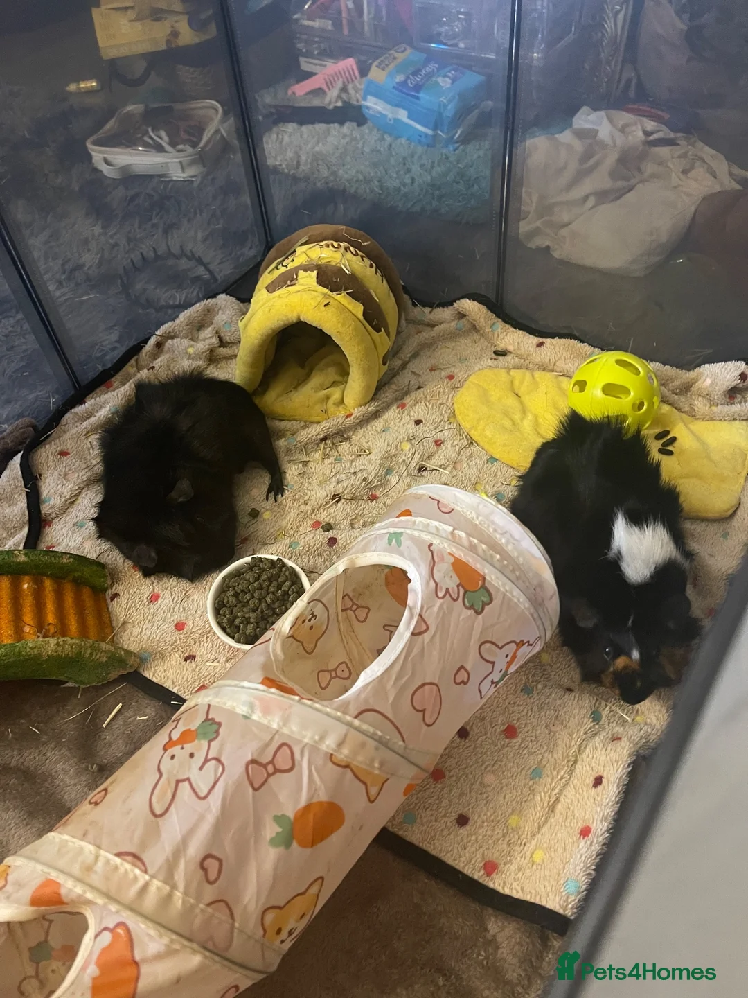 Guinea Pig rodents for sale: 2 male guinea pigs - Advert 2