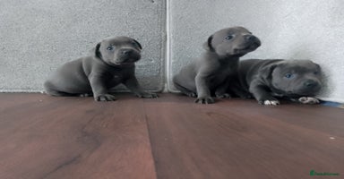 Staffordshire Bull Terrier dogs - Advert 6
