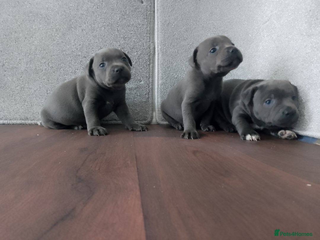 Staffordshire Bull Terrier dogs for sale: KC CHAMPION BLUE/BLACK PUPS TRUE EXAMPLES OF A SBT - Image 2