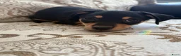 Dachshund dogs for sale: Female puppy ready to go  - Advert 4