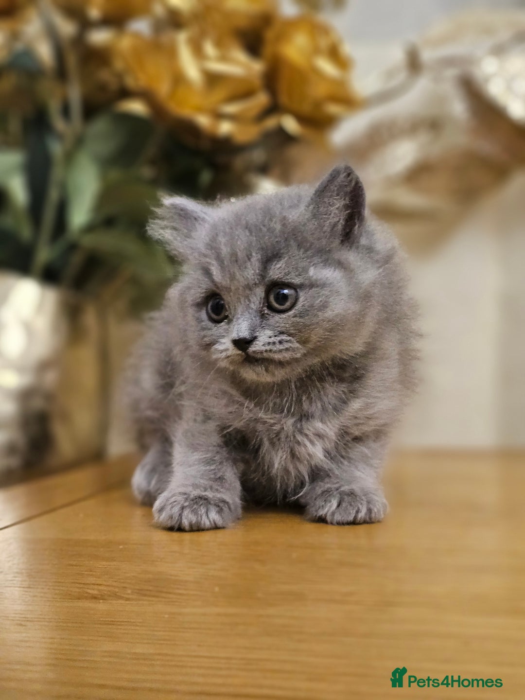 British Shorthair cats for sale: Last 4 male British Short-hair/long hair kittens  - Image 21