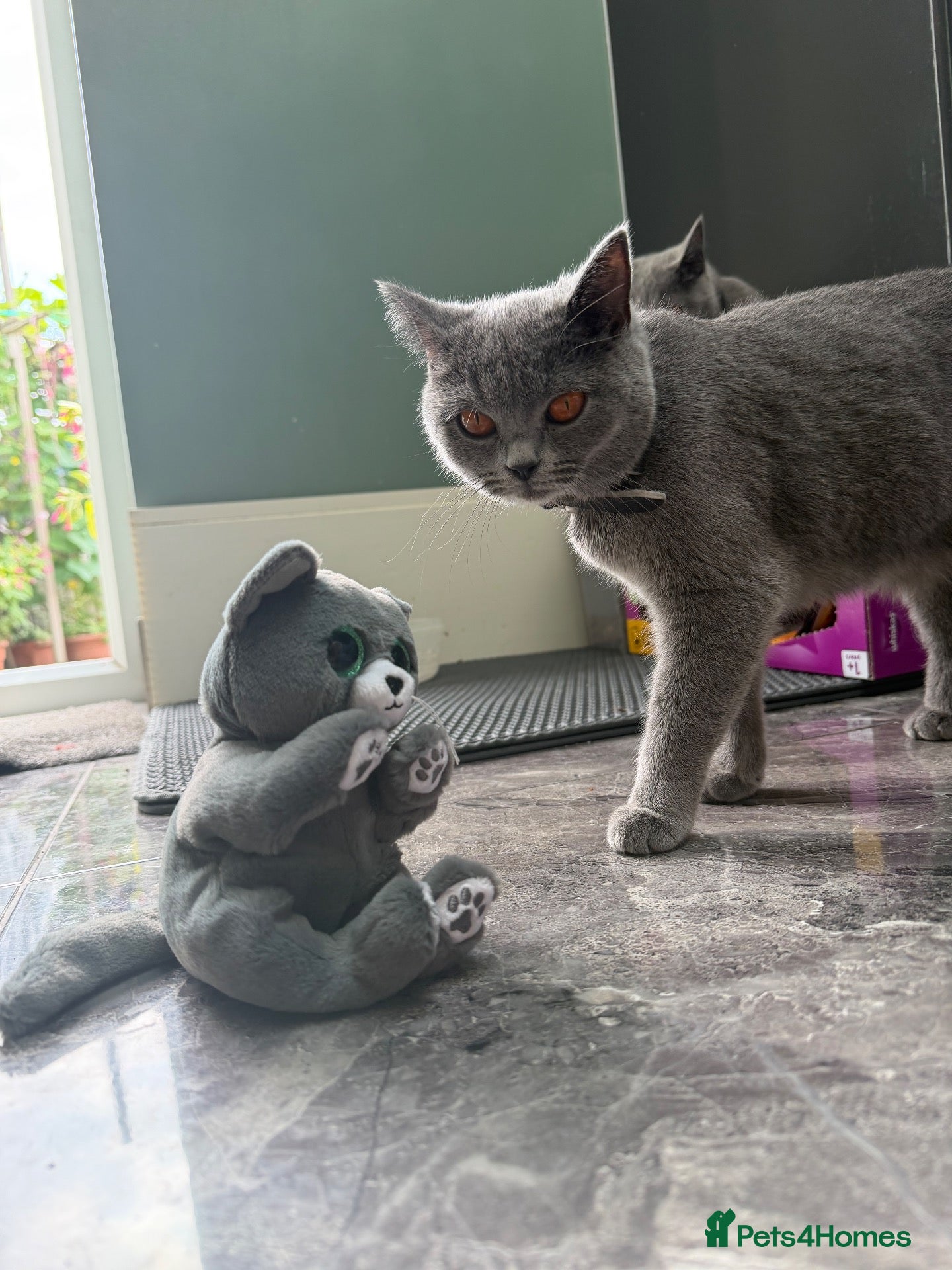 Mixed Breed cats British Shorthair X Domestic Tuxedo Kittens  - Advert 1