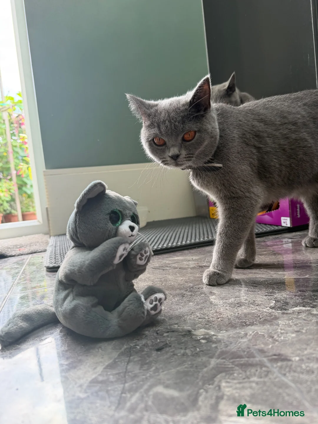 Mixed Breed cats for sale: British Shorthair X Domestic Tuxedo Kittens  in London - Advert 1