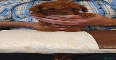 Cavapoo dogs - Advert 5