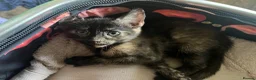 Mixed Breed cats for sale: Little Tortoishell Kitten  - Advert 4