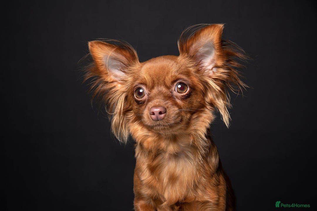 Chihuahua dogs for sale: One of a kind ChiPin Puppies - Image 22