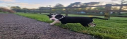 Border Collie dogs for sale: Stunning Border Collie Puppies - Advert 7