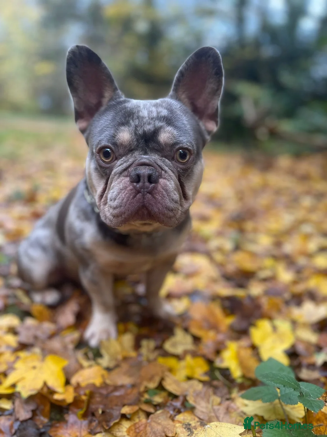 French Bulldog dogs for stud: STUD ONLY !! French bulldog Blue tan merle  in Birmingham - Advert 1