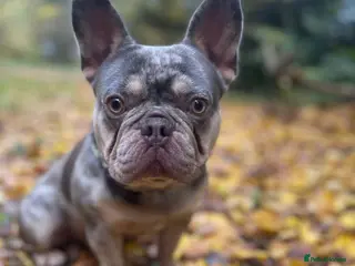 French Bulldog dogs STUD ONLY !! French bulldog Blue tan merle - Advert 1