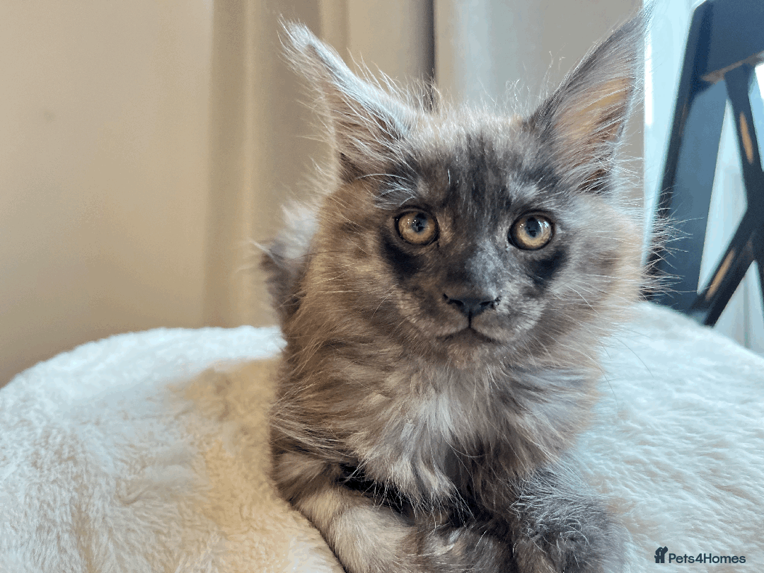 Maine Coon cats for sale: XXL CHAMPION RUSSIAN LINE.MAINE COON KITTENS - Advert 26
