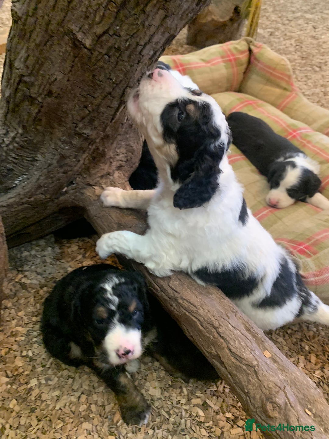 Bernedoodle dogs for sale: Standard Size Bernedoodle  - Image 22