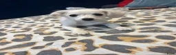 Bichon Frise dogs for sale: Meet our two little bundles of joy! - Advert 2