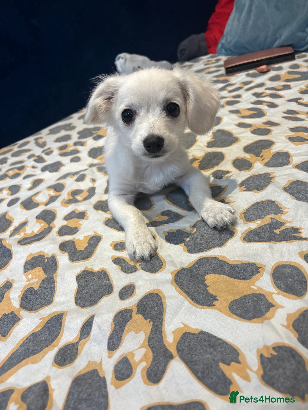 Bichon Frise dogs for sale: Meet our two little bundles of joy! - Advert 2