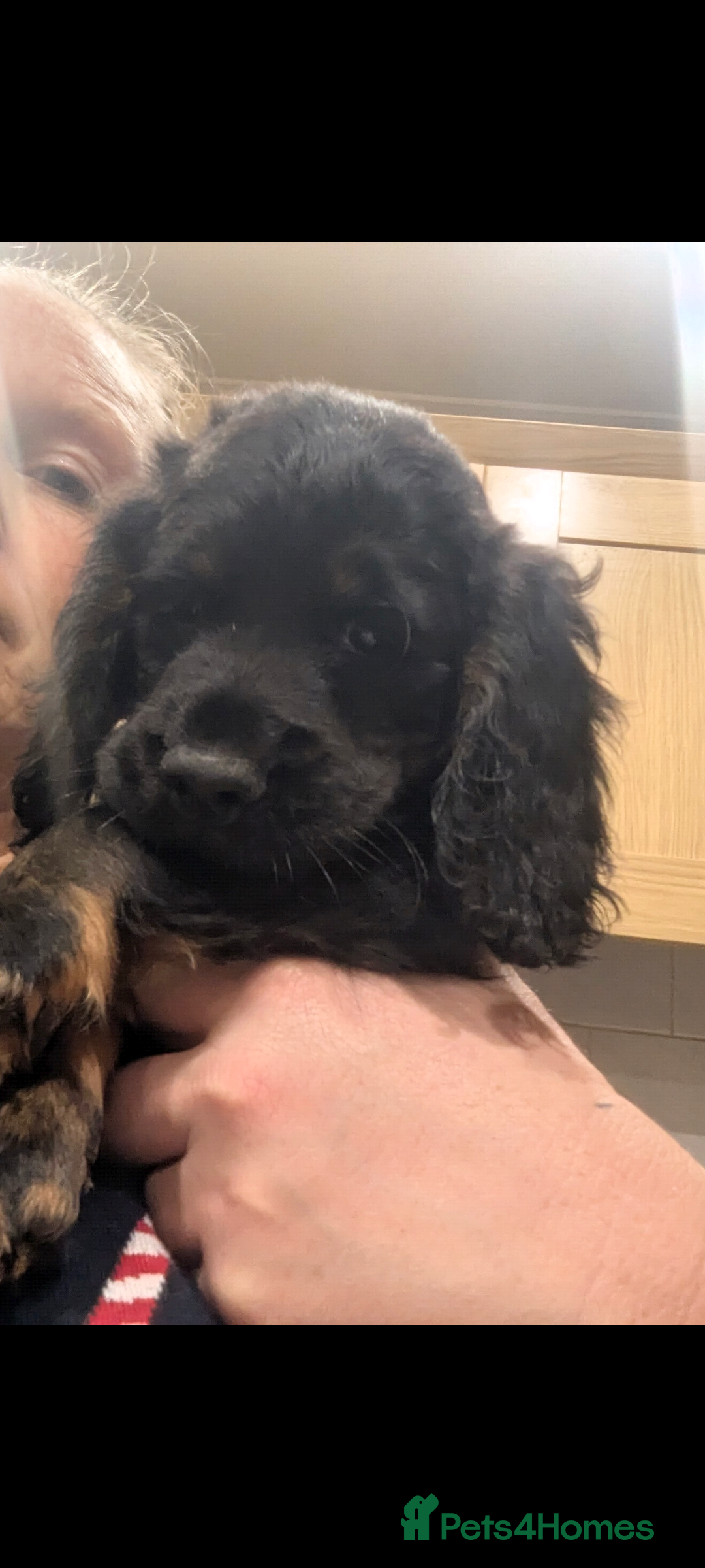 Cocker Spaniel dogs for sale: 5 Gen KC Registered working Cocker Spaniel pups  - Advert 9