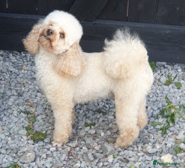 Toy Poodle dogs for stud: Apricot toy poodle - Advert 4