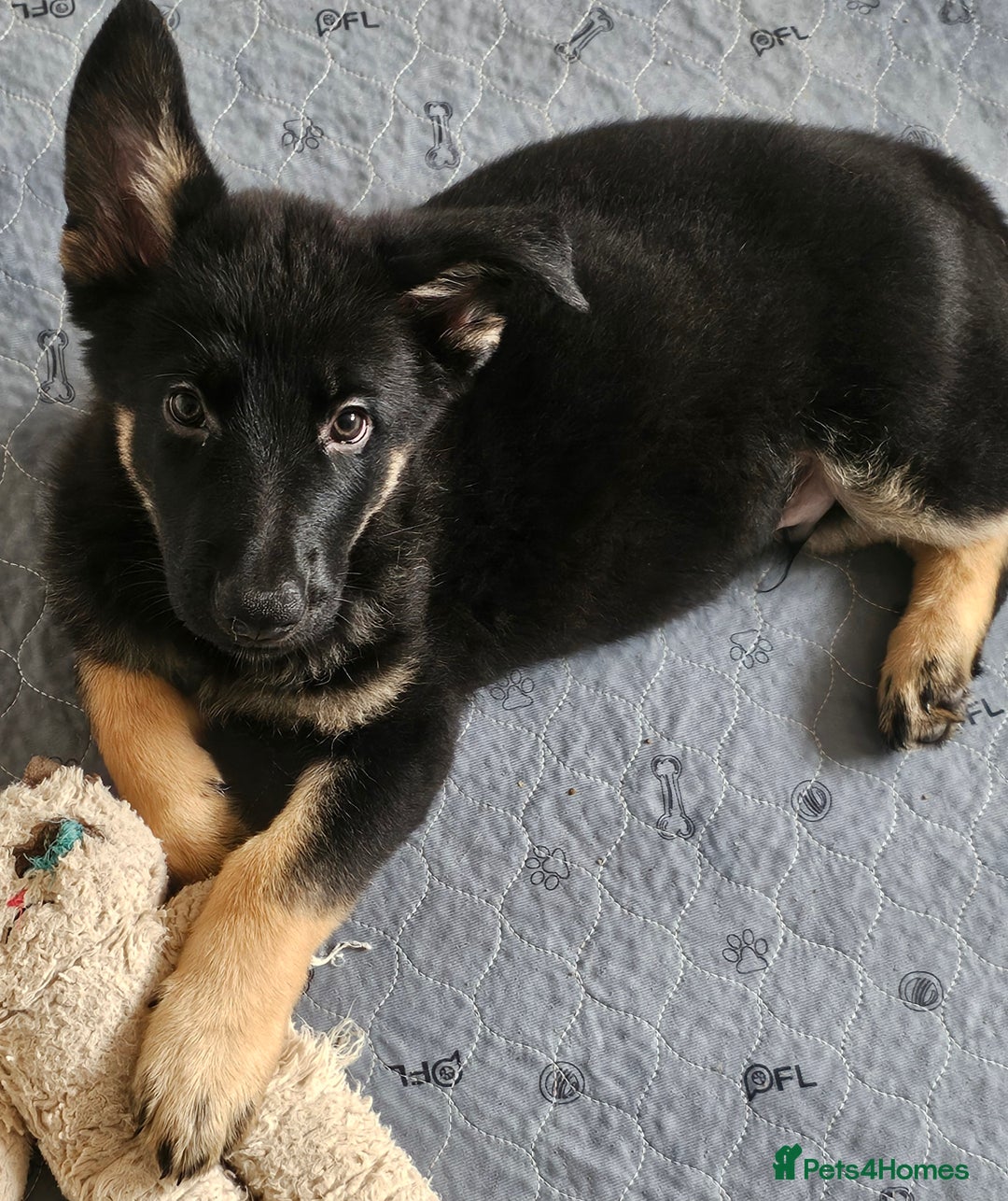 German Shepherd dogs for sale: 🔹️beautiful purebred straight back KC gsp's🔹️ - Image 8