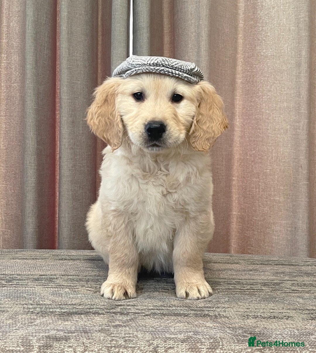 Golden Retriever dogs for sale: Stunning golden retriever puppies for sale  - Advert 31