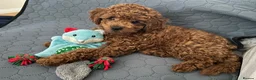 Toy Poodle dogs for stud: KC registered,Toy poodle ,for stud only 🐾HUGO🐾  - Advert 5