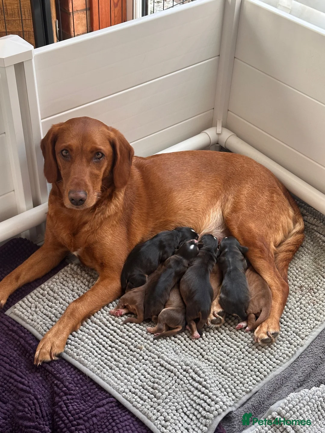 Cockerdor dogs for sale: Beautifully marked Cockerdor puppies - Advert 1