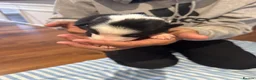 Border Collie dogs for sale: Puppies for sale  - Advert 10