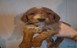 Cockapoo dogs for sale: Beautiful F1 Cockapoo puppies - Image 5
