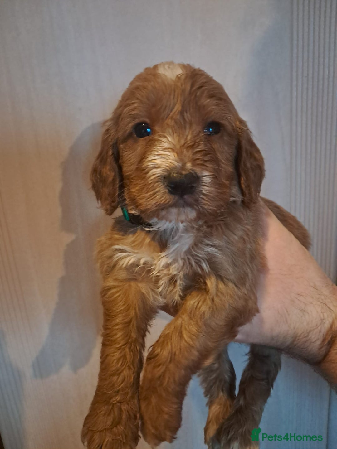 Cockapoo dogs for sale: Beautiful F1 Cockapoo puppies - Image 5
