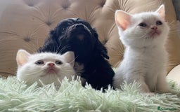 British Shorthair cats for sale: Stunning British shorthair - Image 11