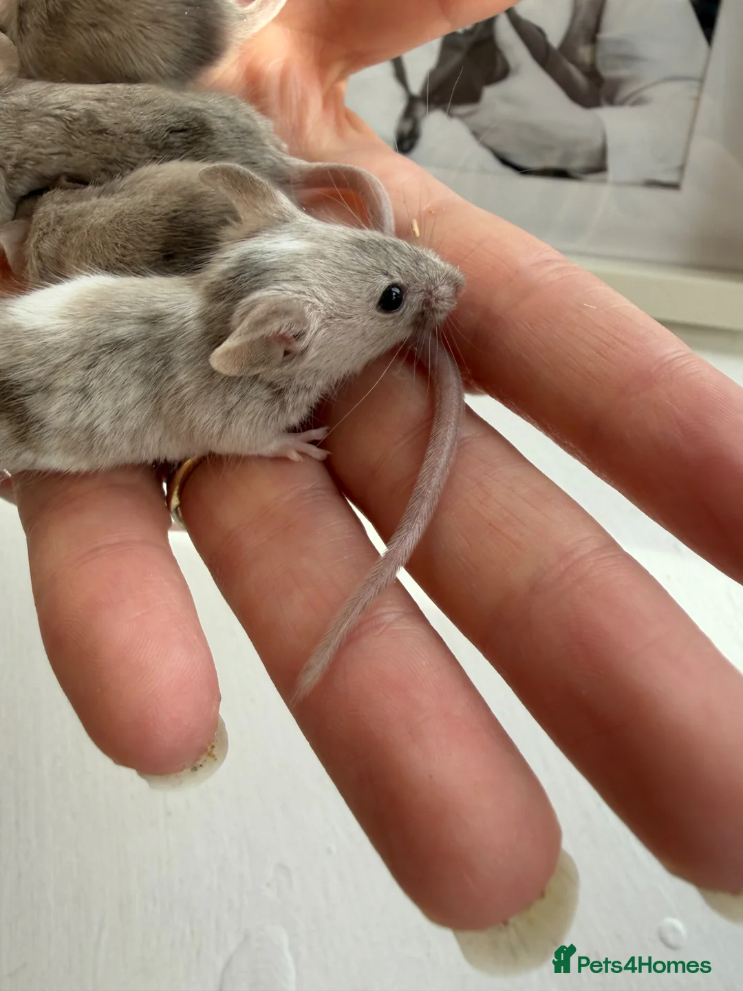 Mouse rodents for sale: Young Mice smooth haired mixed colours fancy mice - Advert 2