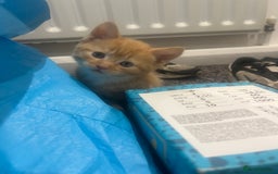 Mixed Breed cats for sale: Sweet ginger girls  - Image 1